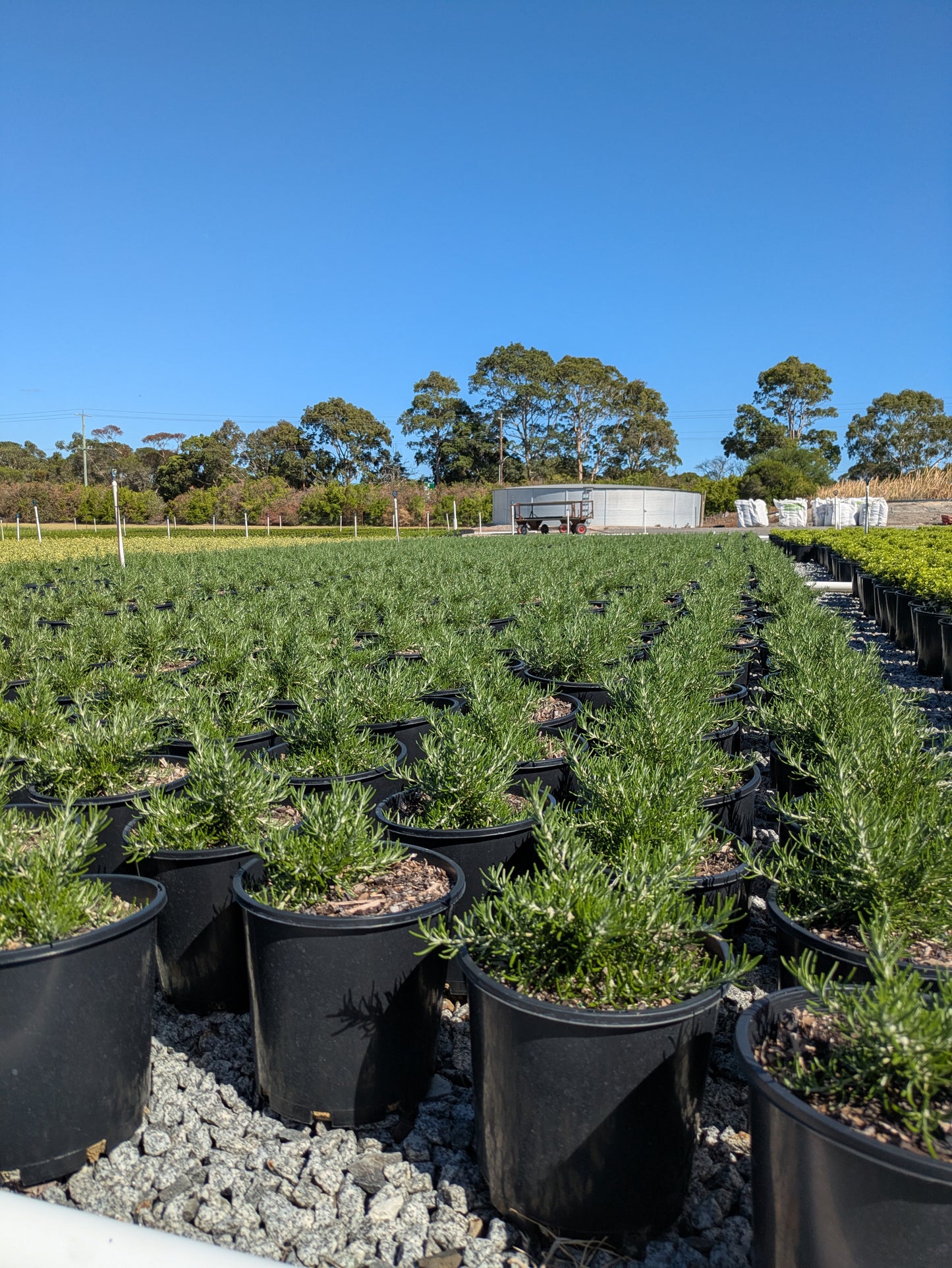 Rosmarinus officinalis Chefs Choice™