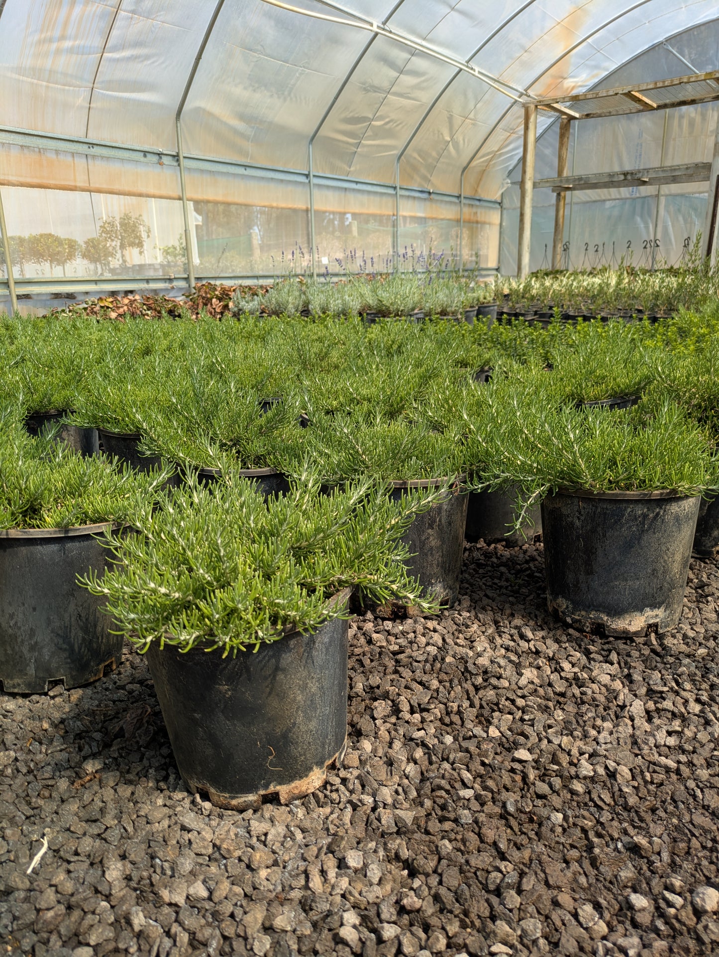 Rosmarinus officinalis Chefs Choice™