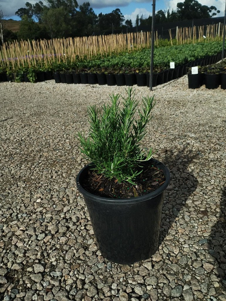 Rosmarinus officinalis 'Herb Cottage'
