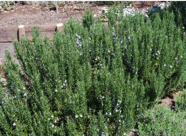 Rosmarinus officinalis