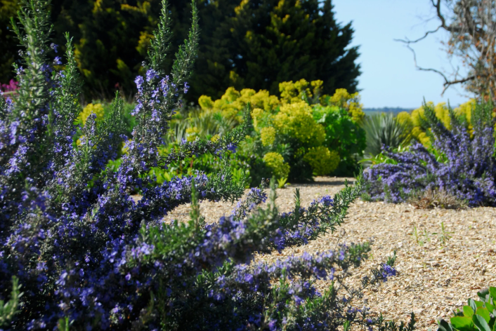 Rosmarinus officinalis Blue Lagoon