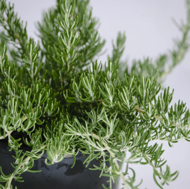 Rosmarinus officinalis Chefs Choice™