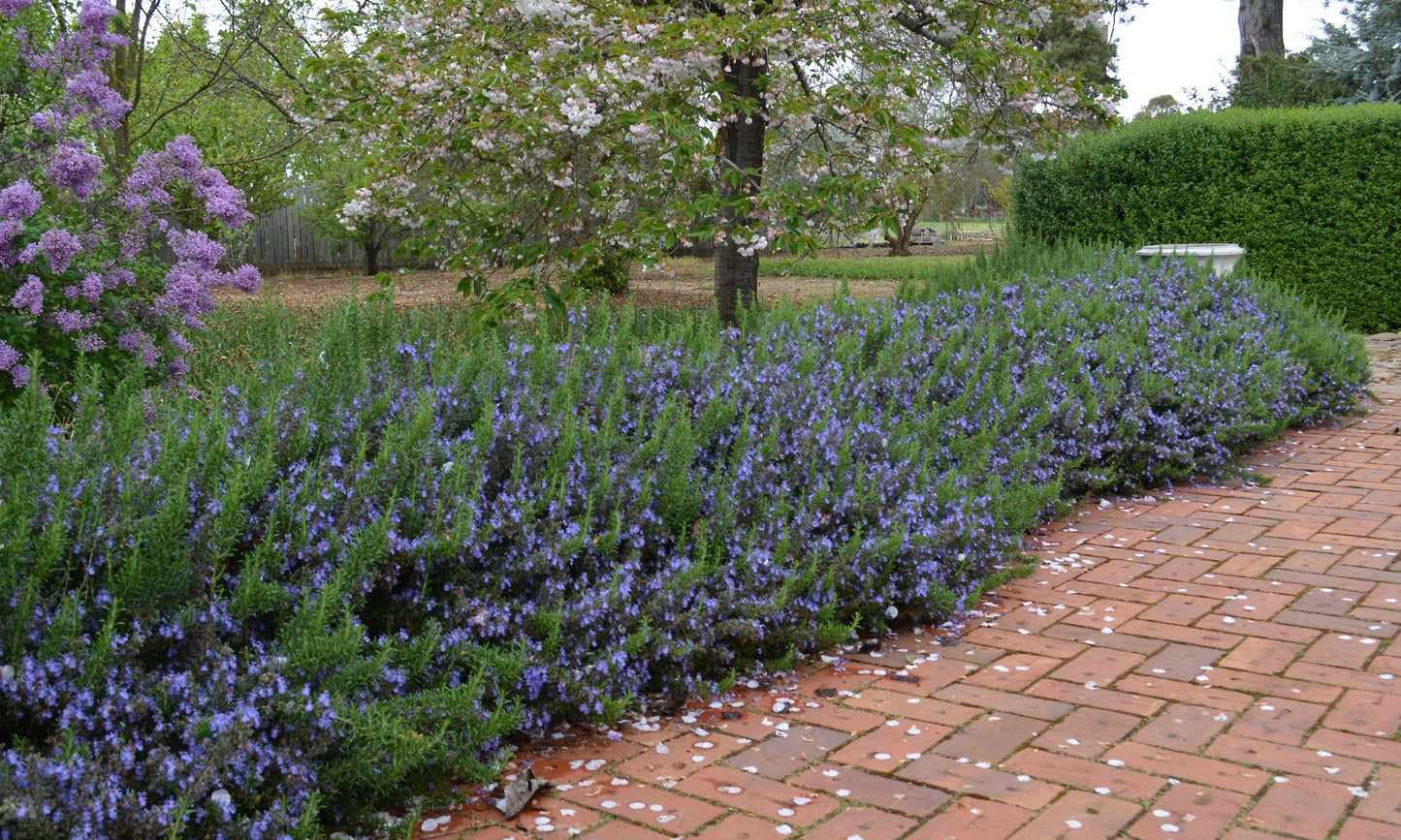 Rosmarinus officinalis Mozart