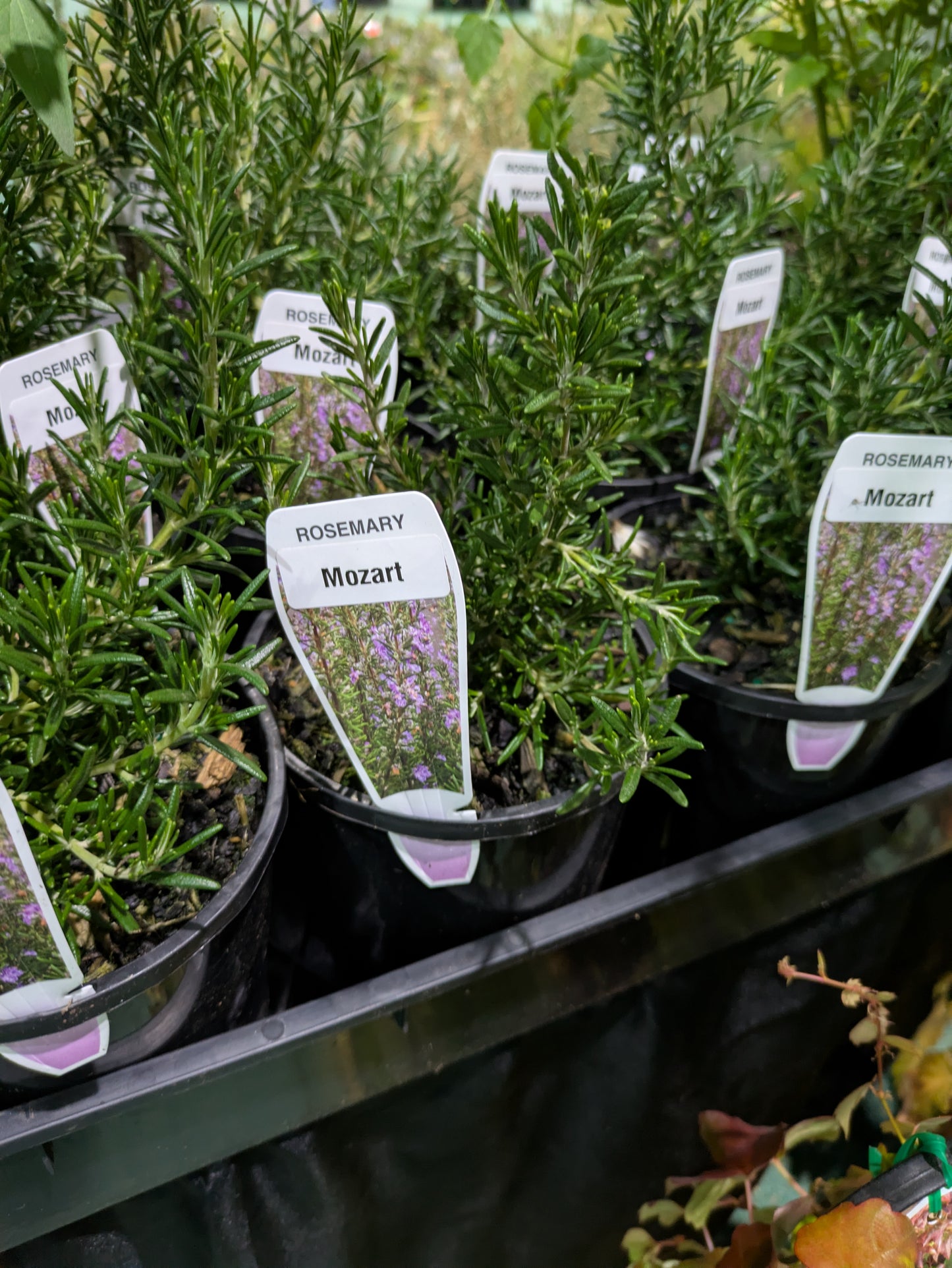 Rosmarinus officinalis Mozart