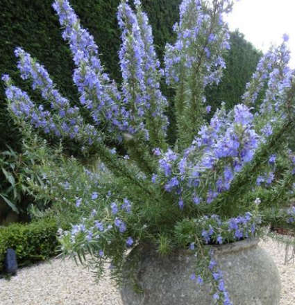 Rosmarinus officinalis Tuscan Blue