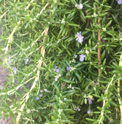 Rosmarinus officinalis 'Santa Barbara'