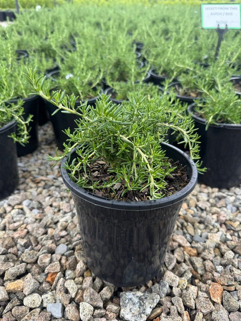 Rosmarinus officinalis 'Santa Barbara'