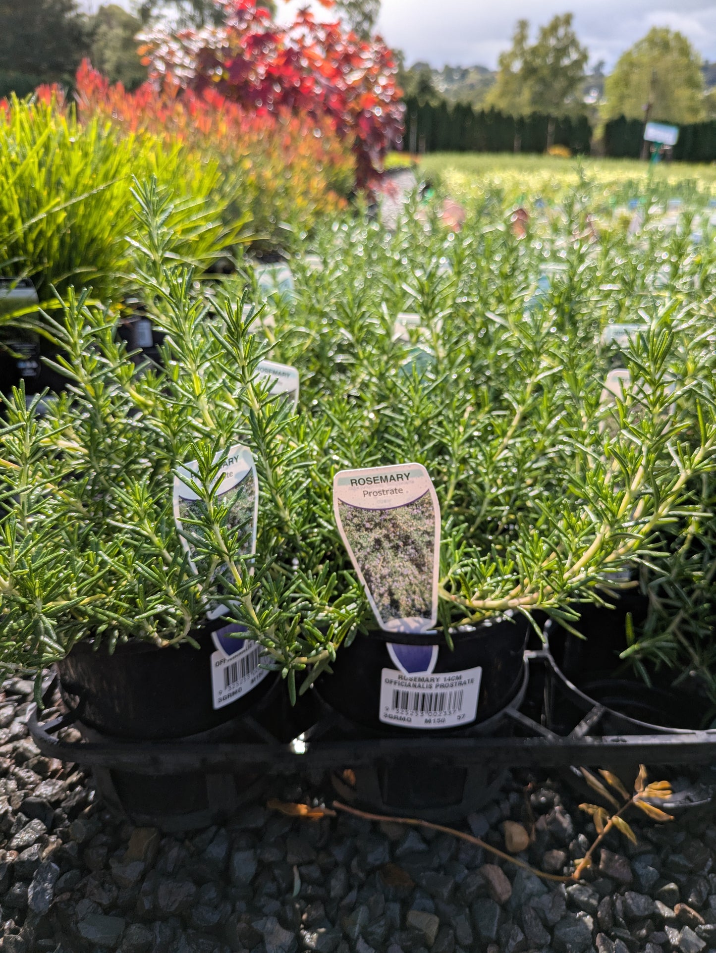 Rosmarinus officinalis var prostratus