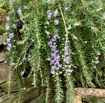 Rosmarinus officinalis var prostratus