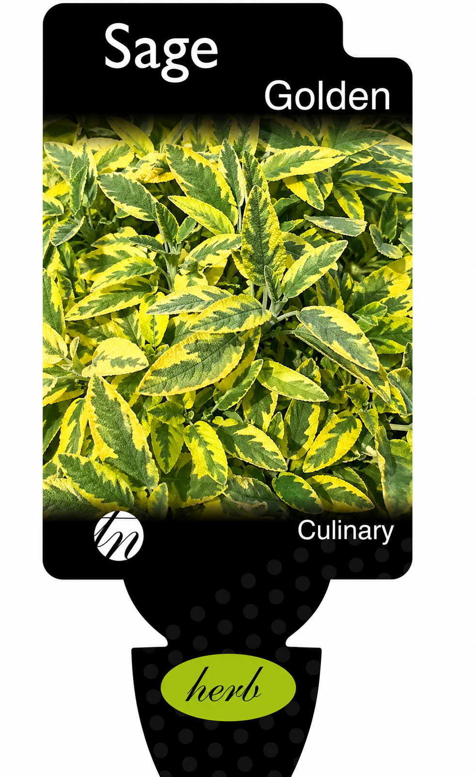 Sage - Golden Sage