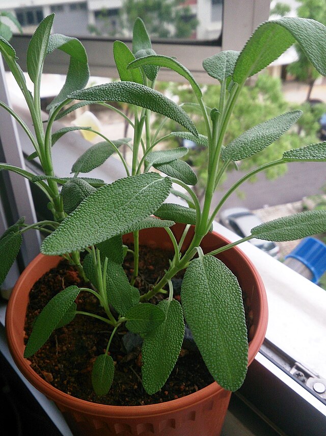 the plant broker