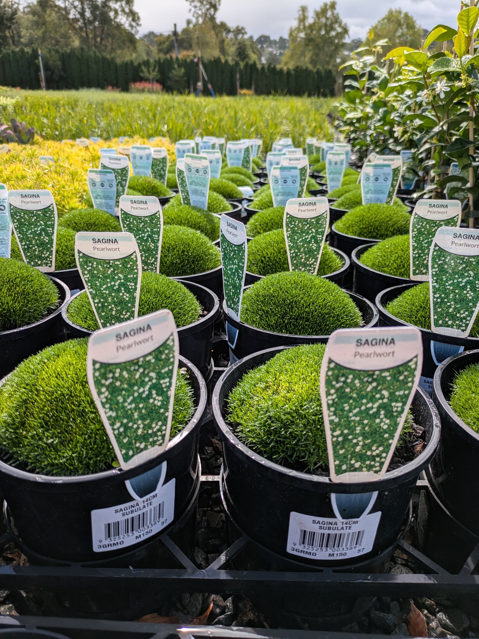 the plant broker