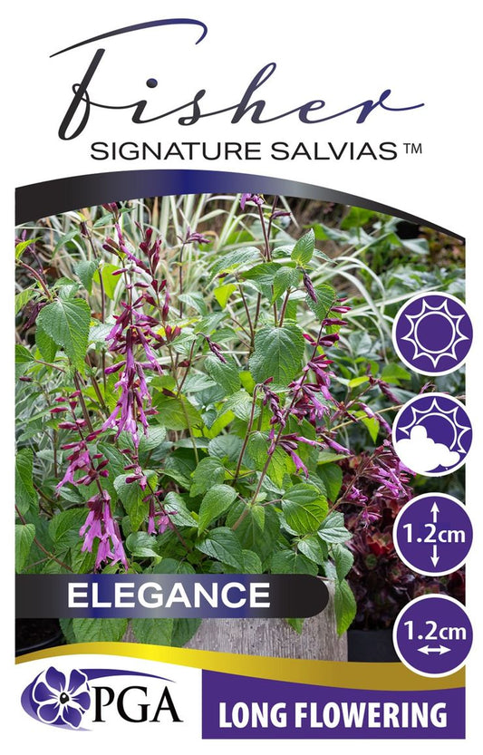 Salvia - Fisher Signature Salvias™ ‘Elegance’
