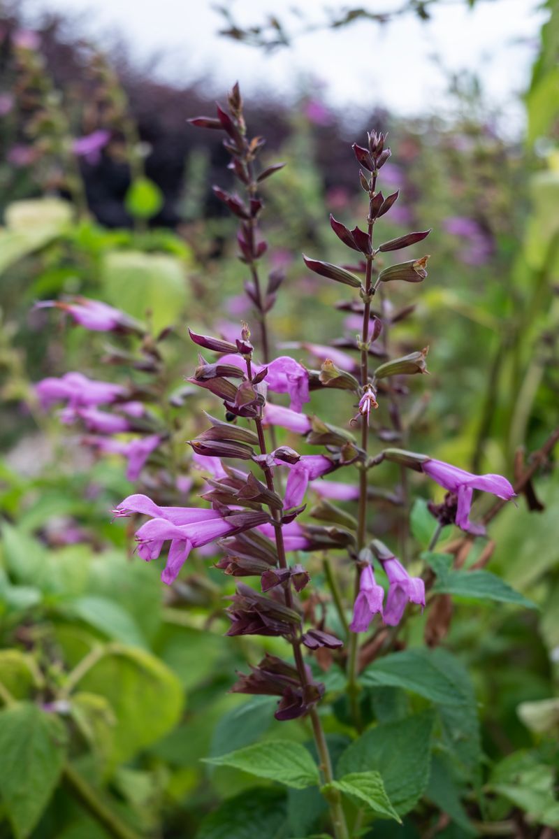 Salvia - Fisher Signature Salvias™ ‘Elegance’