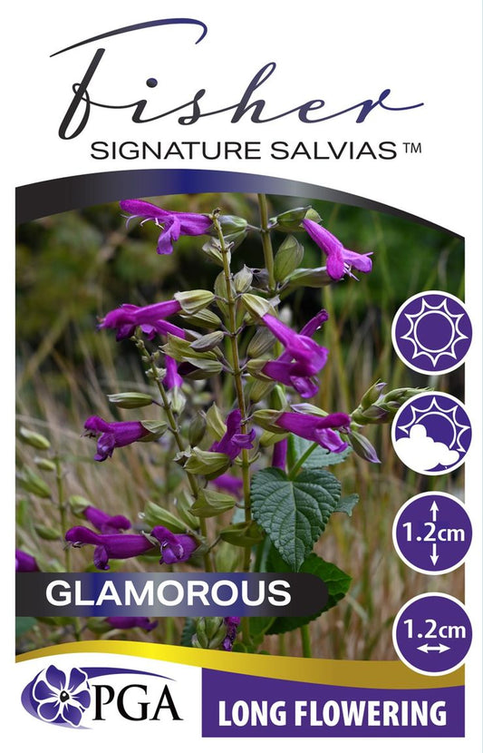 Salvia - Fisher Signature Salvias™ ‘Glamorous’