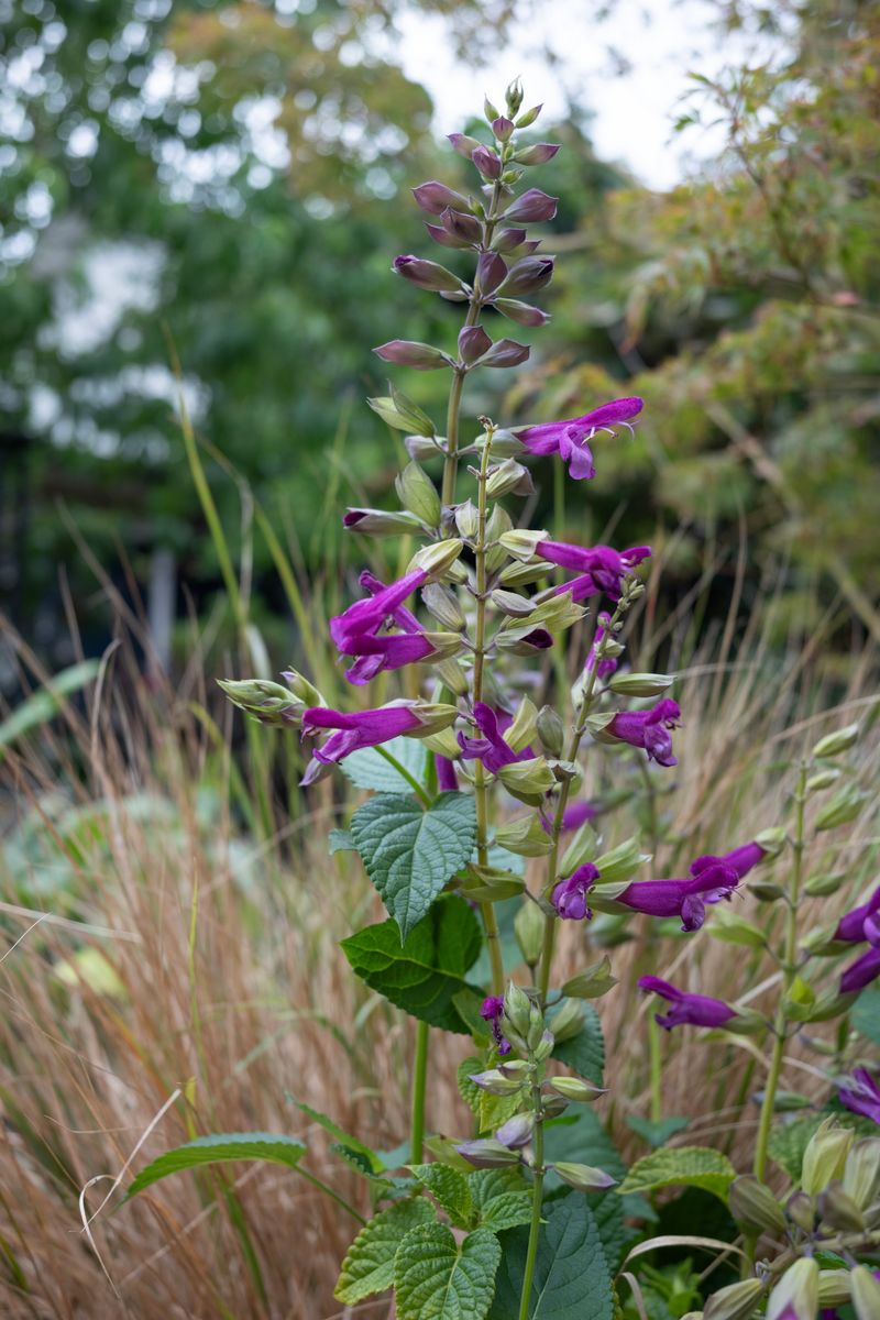 Salvia - Fisher Signature Salvias™ ‘Glamorous’
