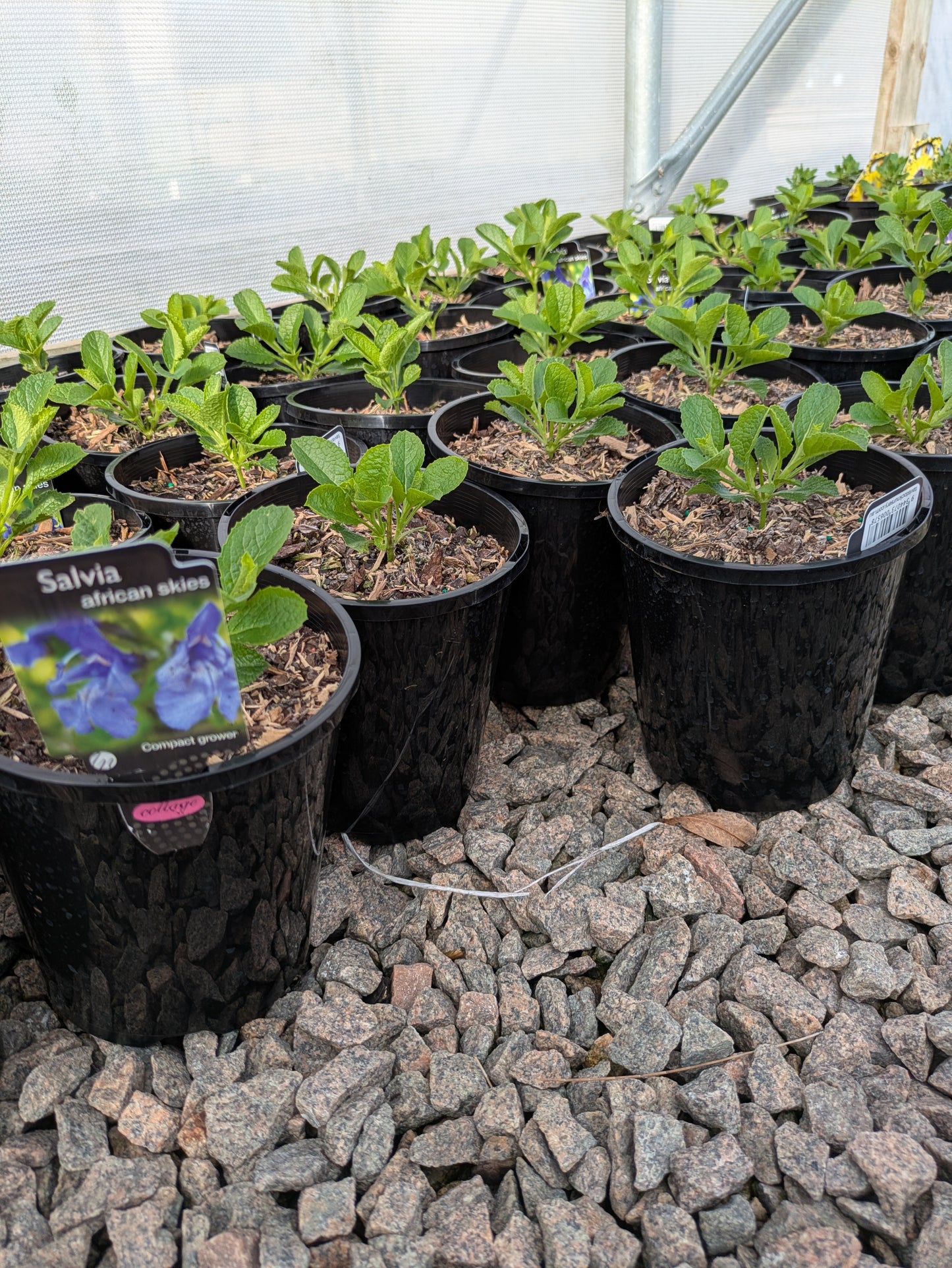 Salvia African Skies