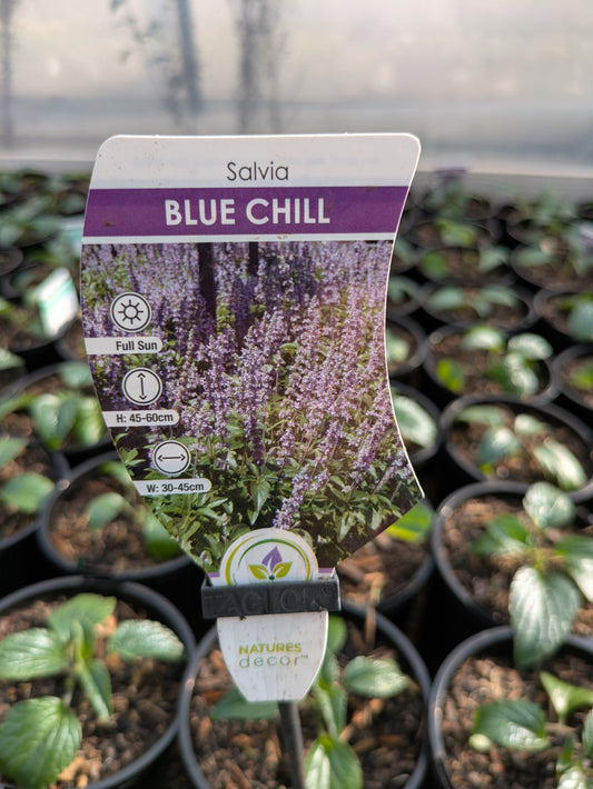 Salvia Blue Chill