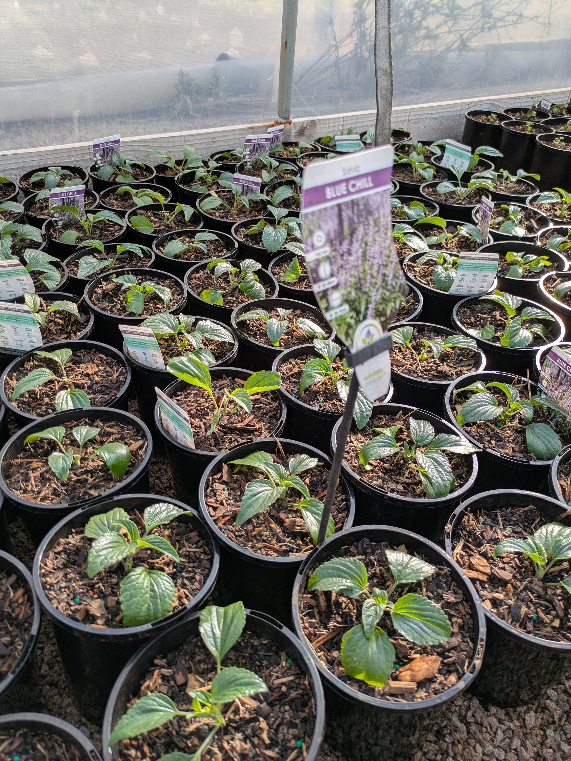 the plant broker