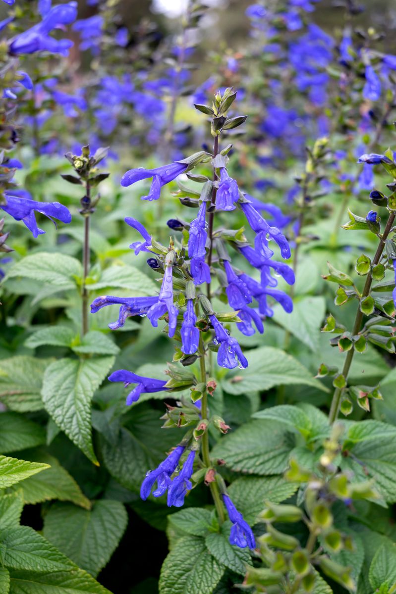 Salvia Fisher Signature Salvias™ ‘Ocean Blue’