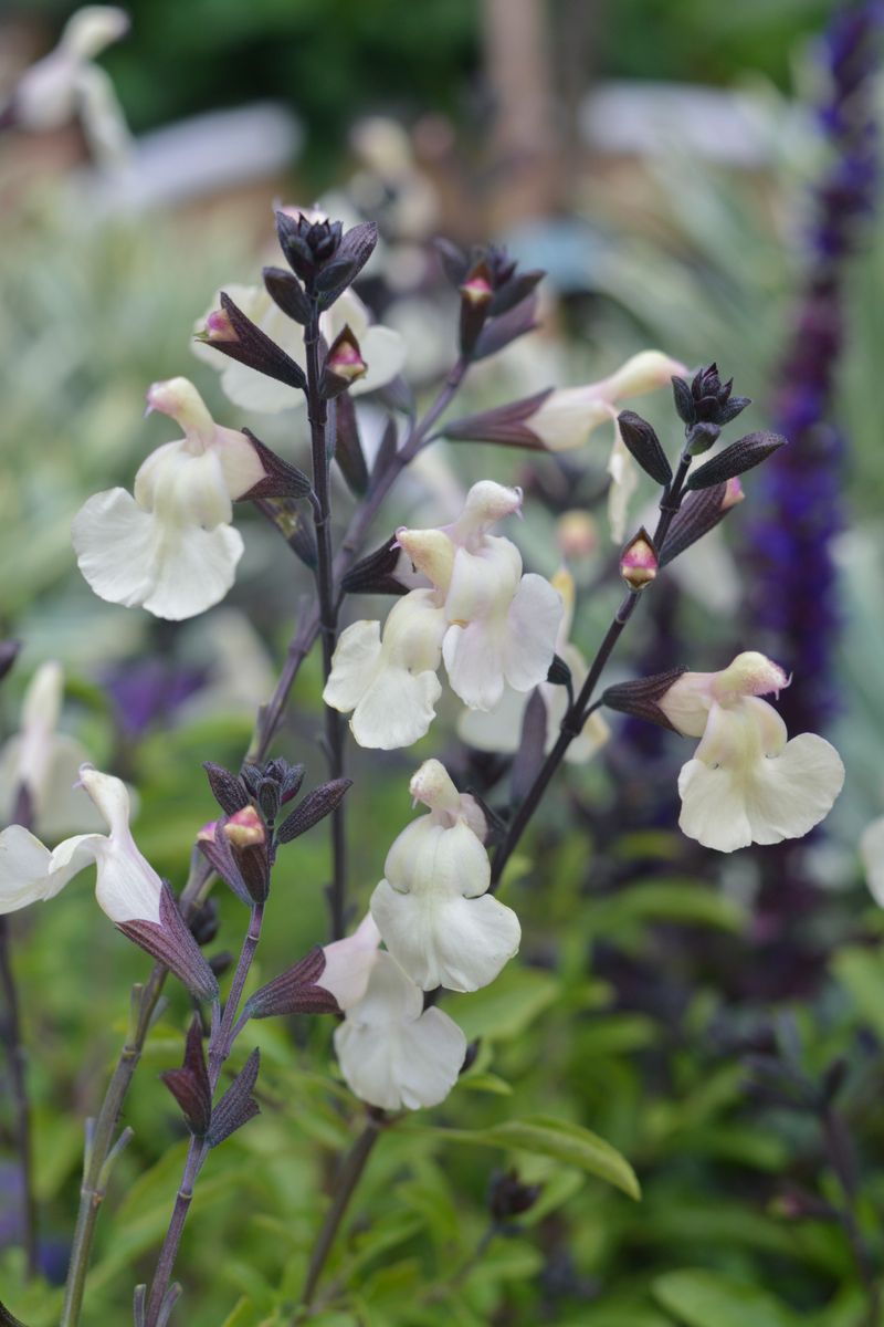 Salvia HEATWAVE™ ‘Glimmer’