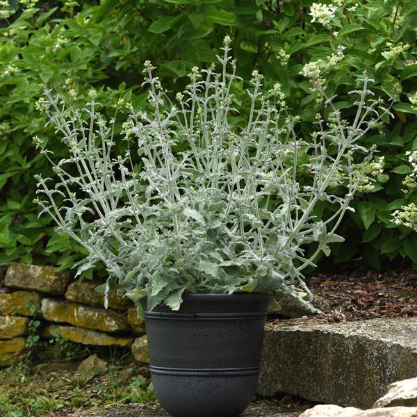 Salvia canariensis Lancelot