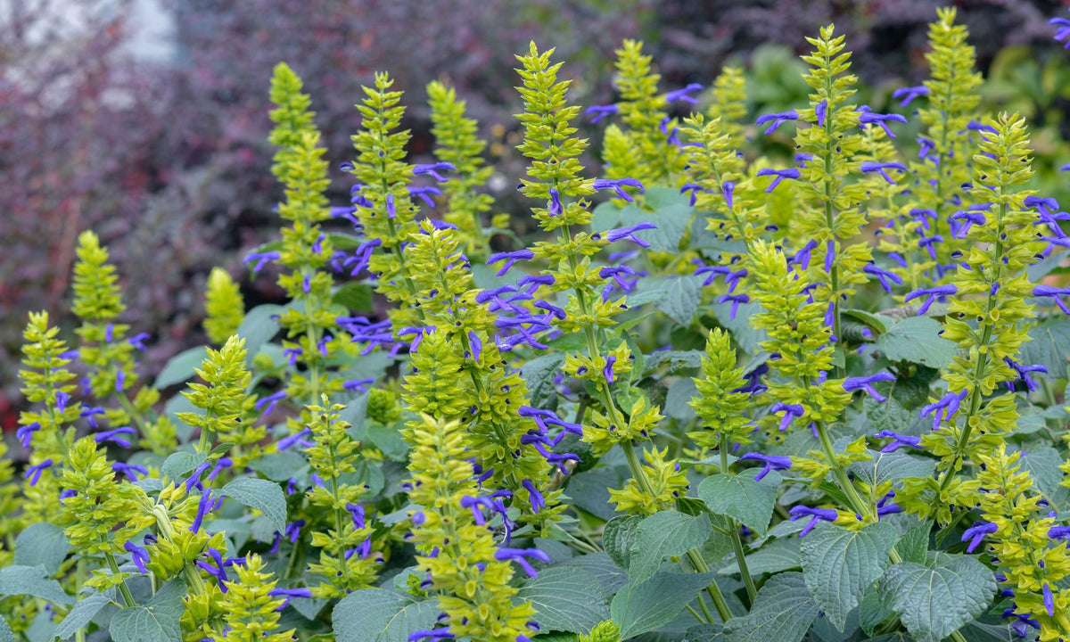 Salvia Limelight