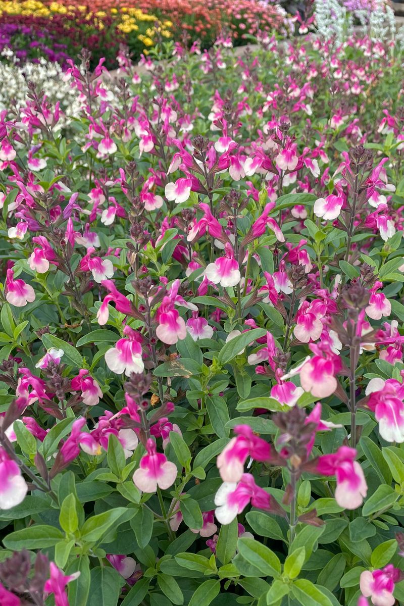 Salvia Mirage™ ‘Rose Bicolor’