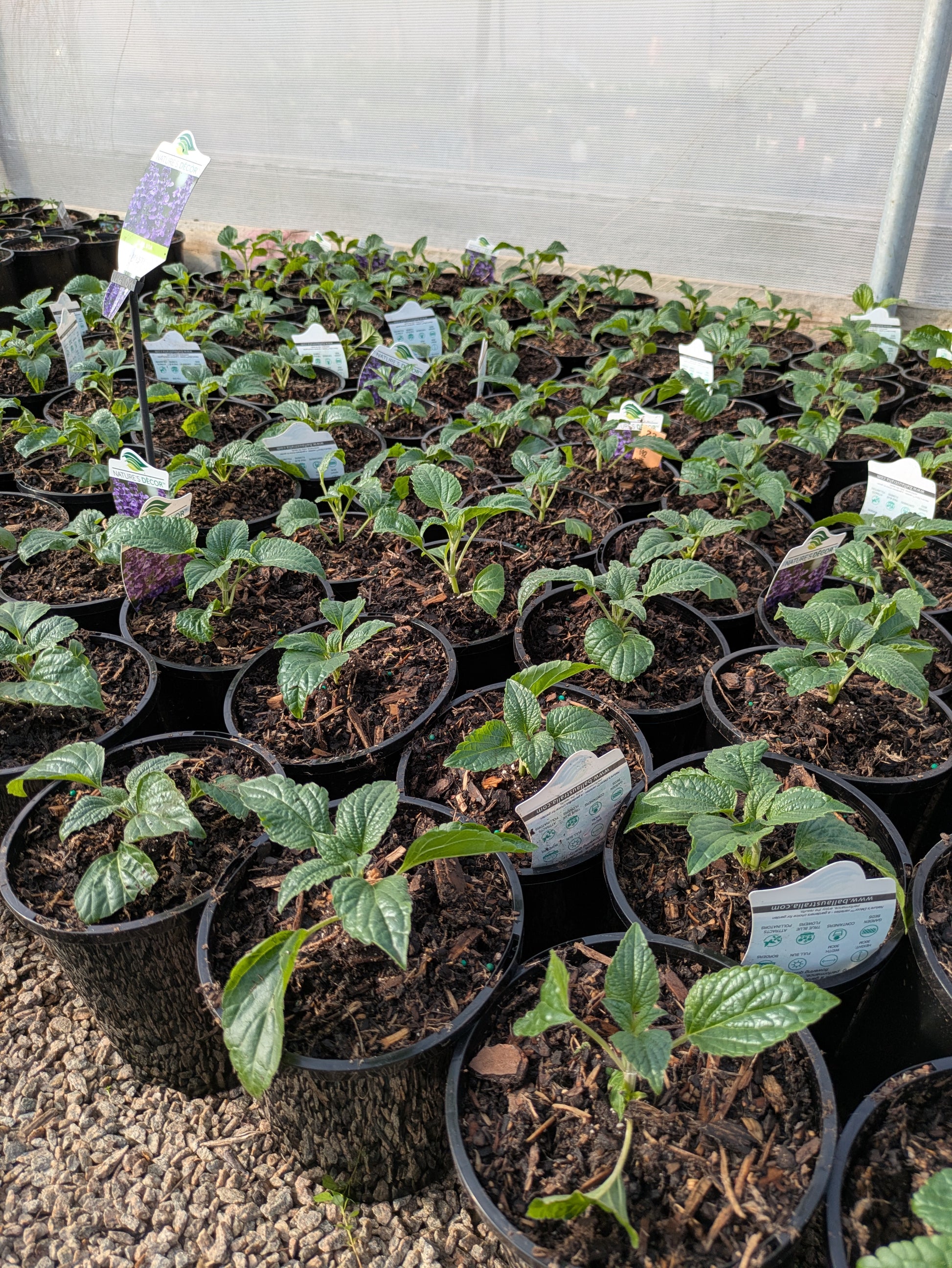the plant broker