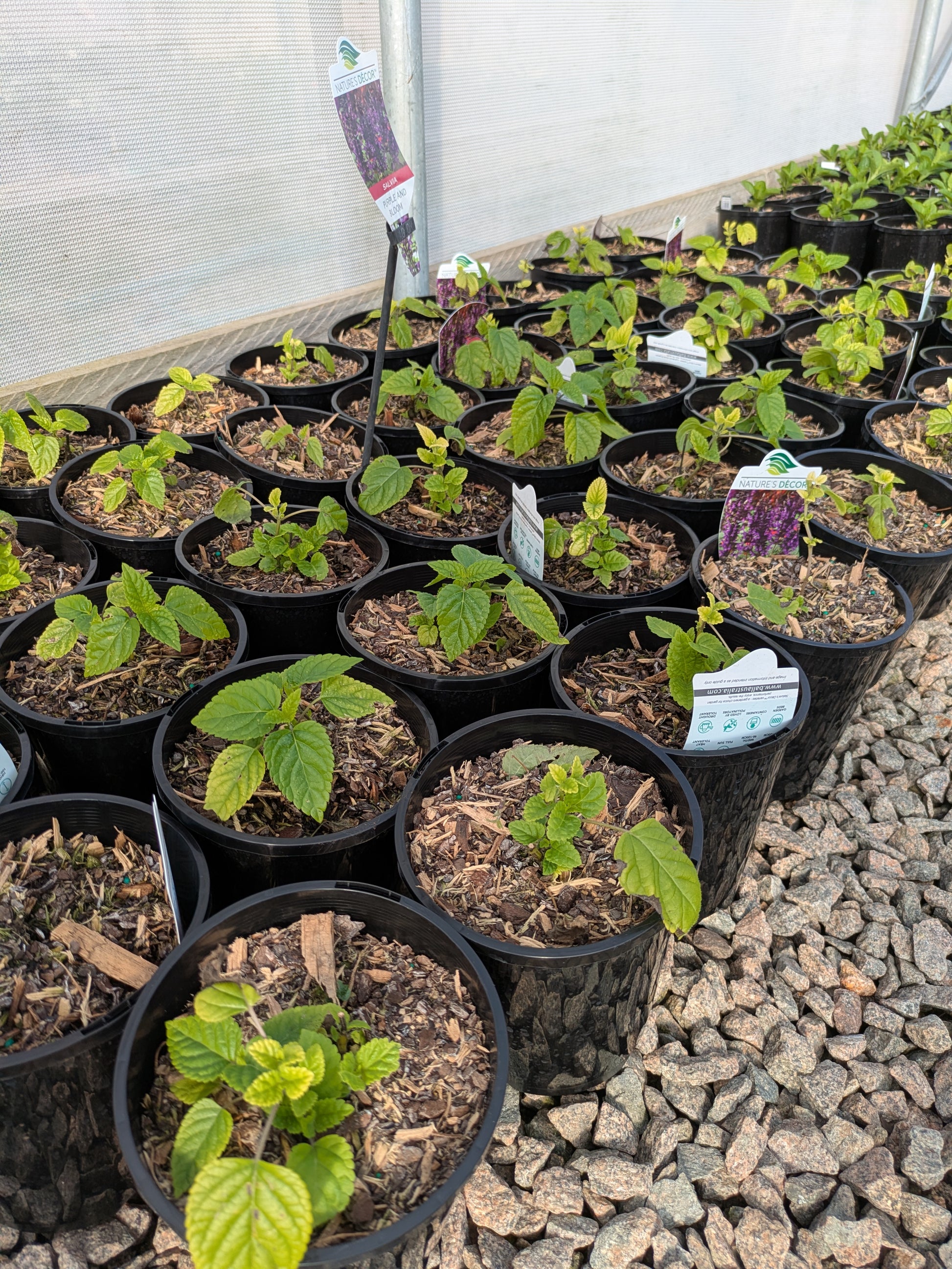 the plant broker
