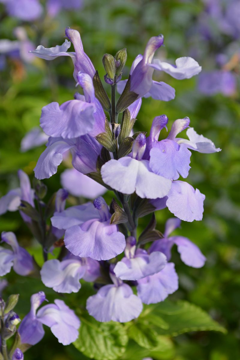 Salvia SO COOL™ ‘Lilac’