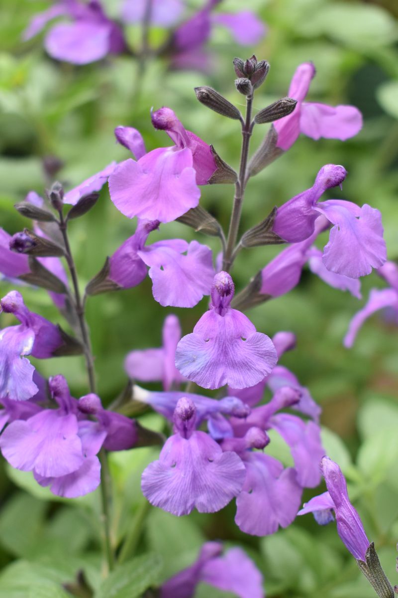 Salvia SO COOL™ ‘Purple’