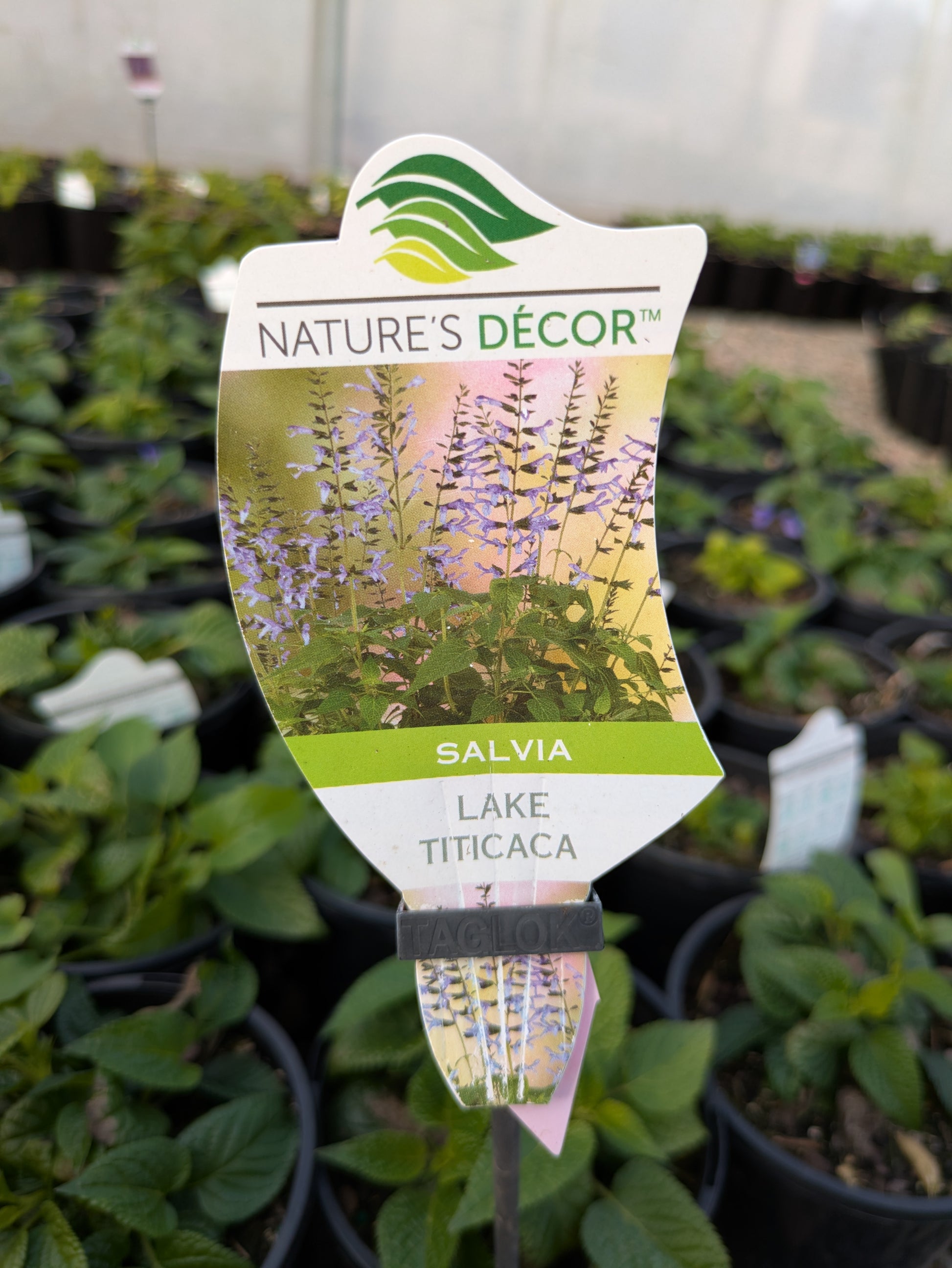 the plant broker