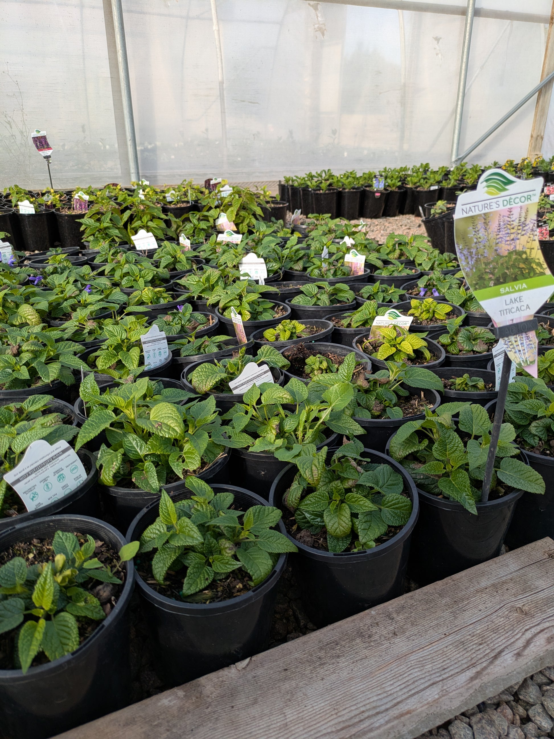 the plant broker
