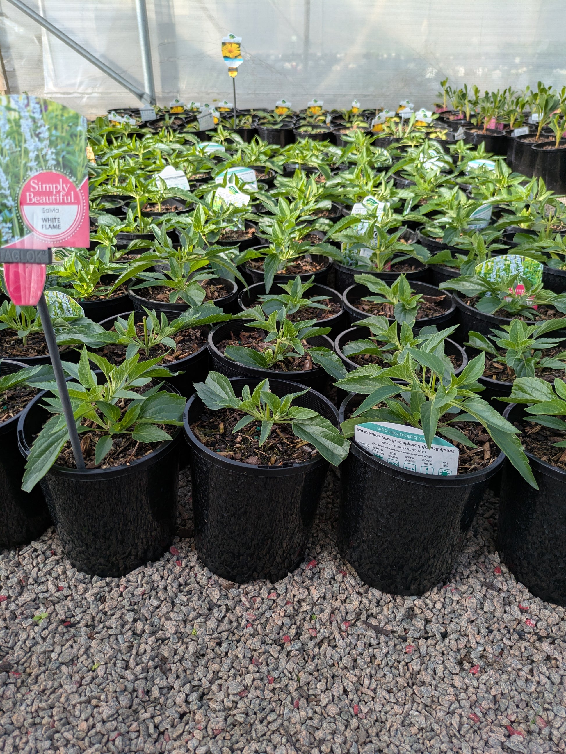 the plant broker