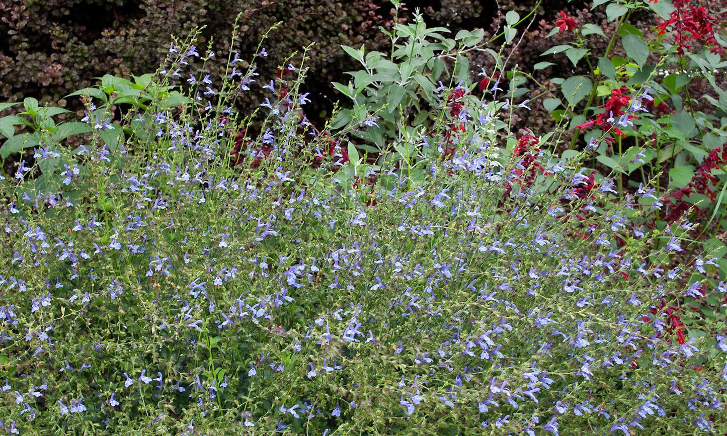 Salvia ‘African Sky’