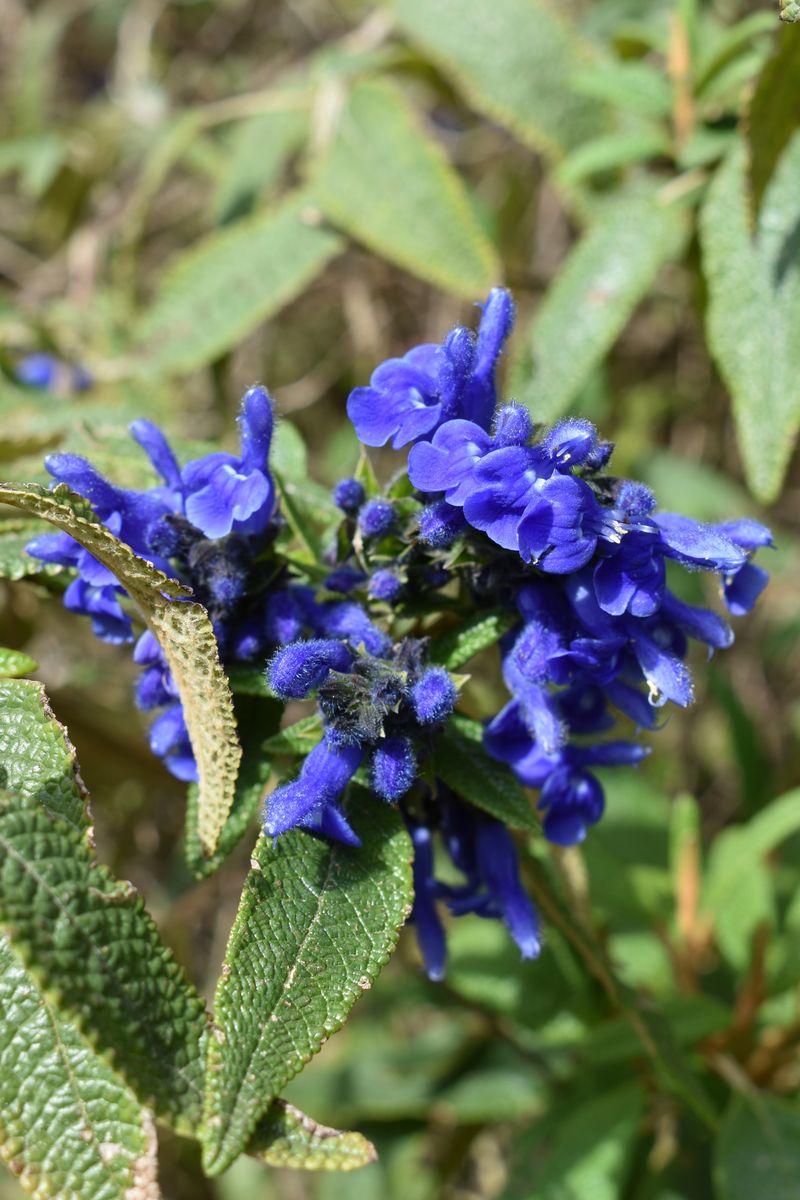 Salvia ‘Corrugata’