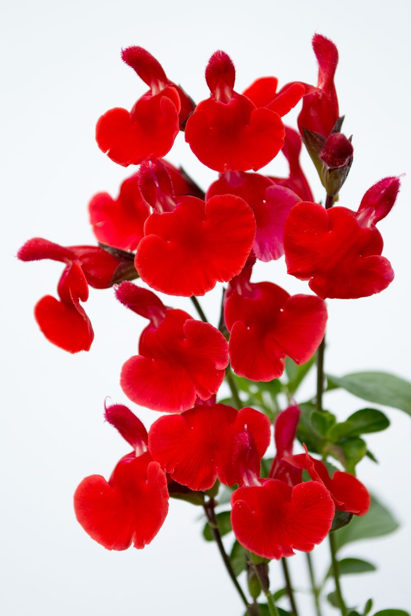 the plant broker
