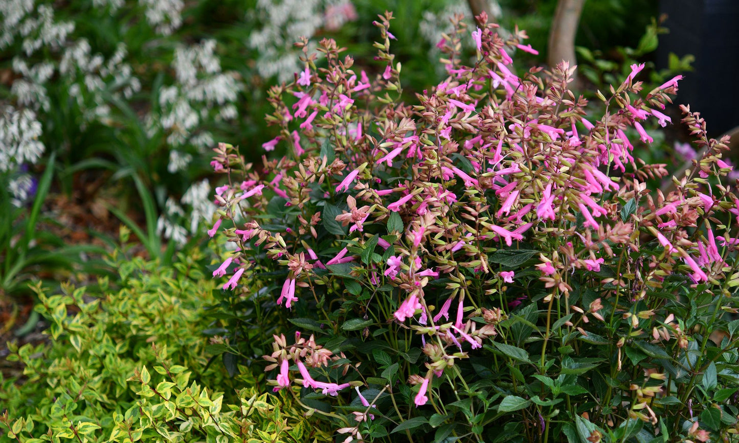 Salvia ‘Kisses & Wishes’