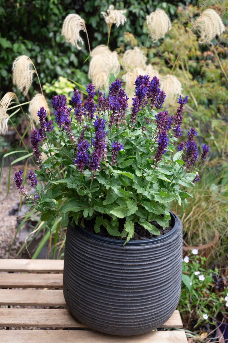 Salvia ‘Marvel Blue’