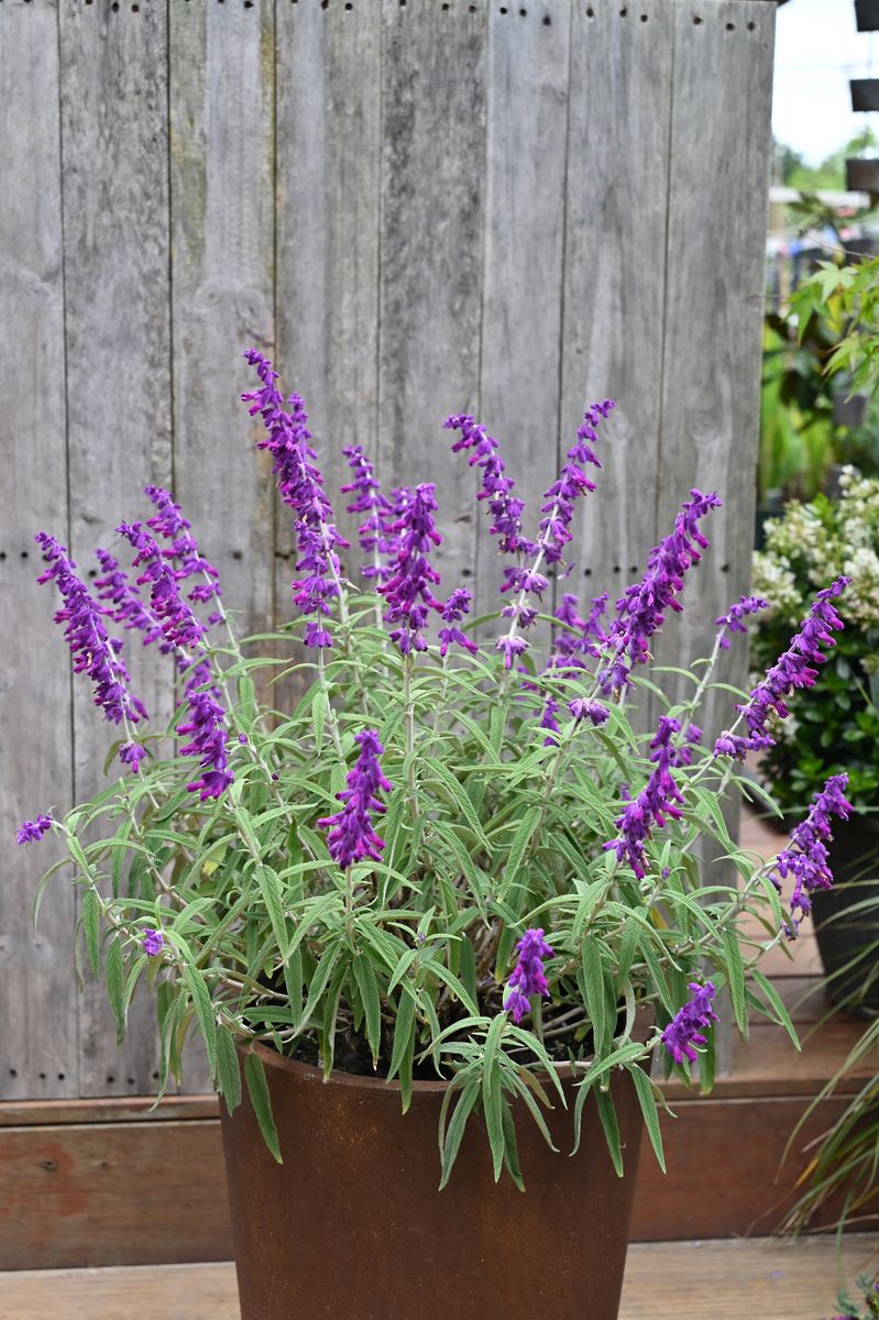Salvia ‘Red Harry’