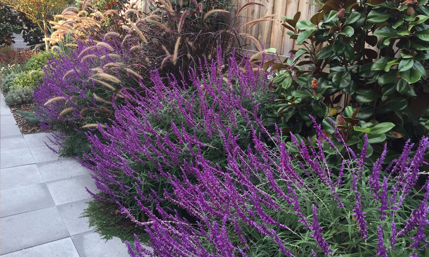 Salvia ‘Santa Barbara’