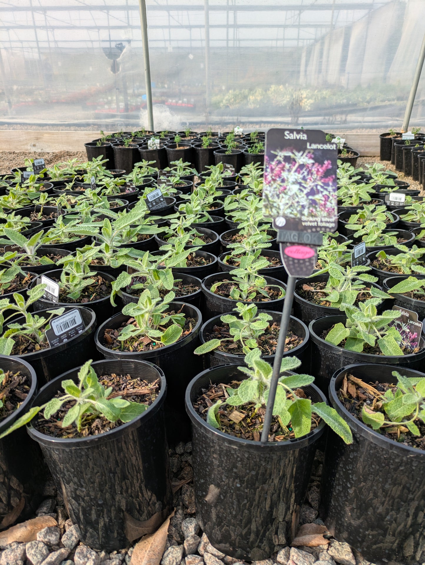 Salvia canariensis Lancelot