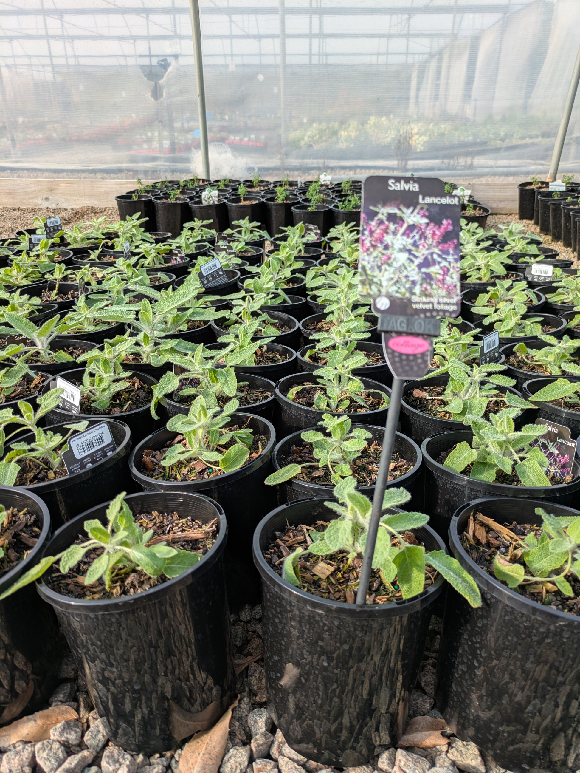 the plant broker