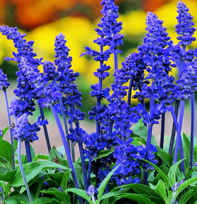 Salvia farinacea Blue
