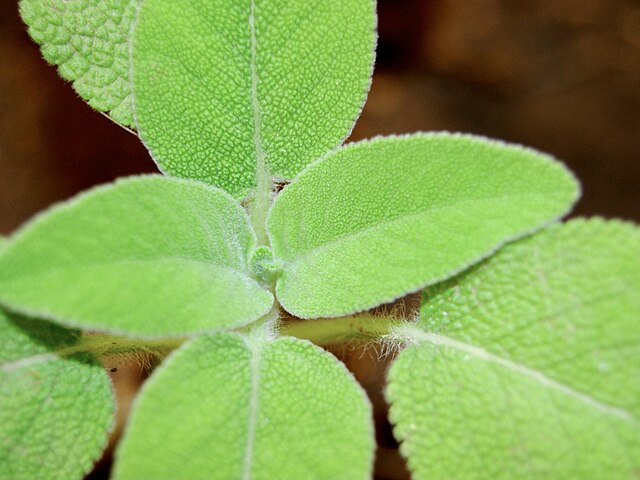 the plant broker