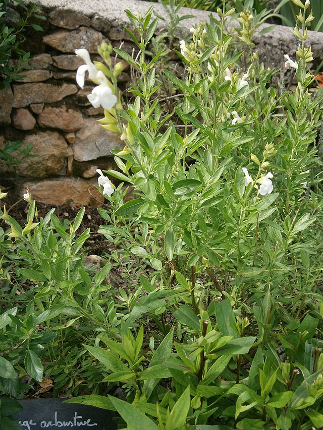 Salvia greggii Alba