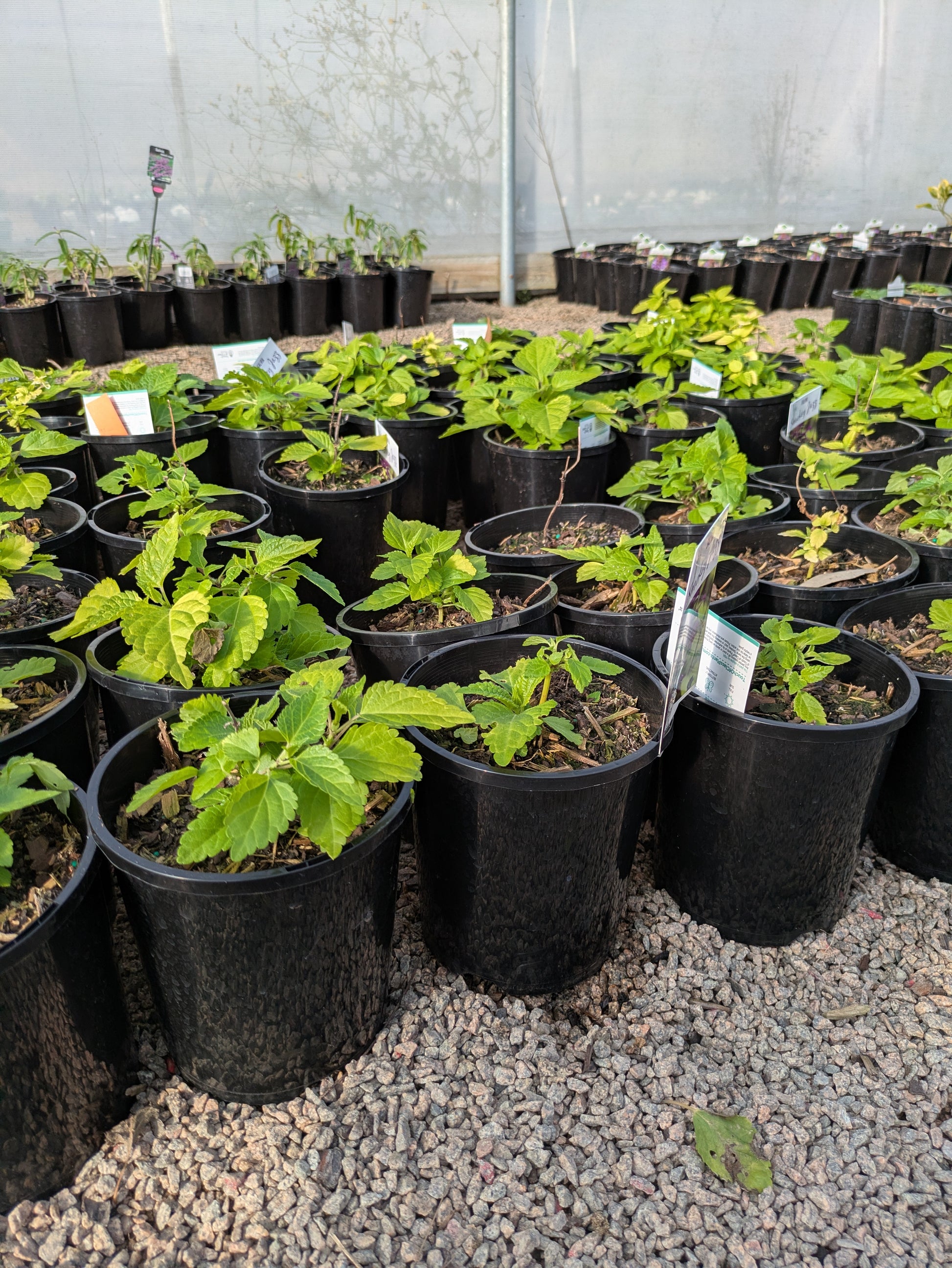 the plant broker