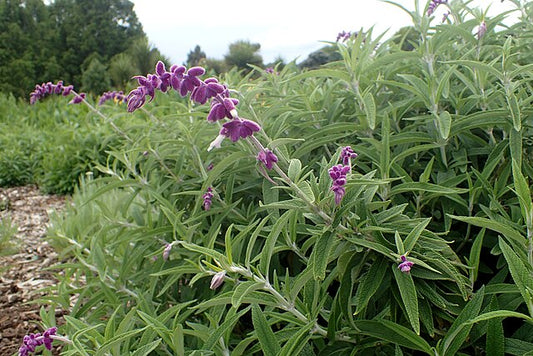 Salvia leucantha