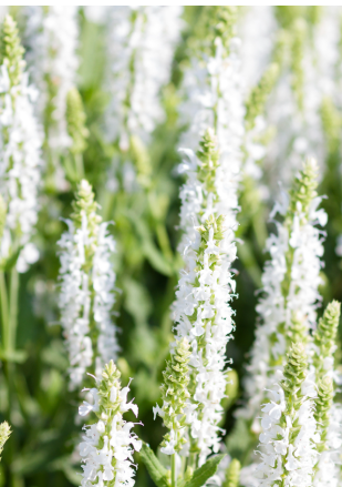 Salvia nemorosa 'Salute White'